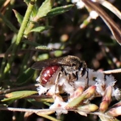 Lasioglossum (Parasphecodes) sp. (genus & subgenus) (Halictid bee) at Mount Painter - 7 Sep 2023 by CathB