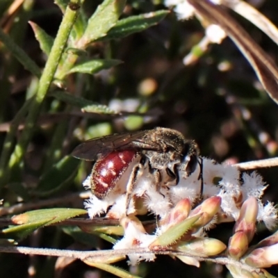 Lasioglossum (Parasphecodes) sp. (subgenus) (Halictid Bee) at Cook, ACT - 7 Sep 2023 by CathB