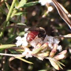 Lasioglossum (Parasphecodes) sp. (genus & subgenus) at Cook, ACT - 7 Sep 2023 02:16 PM