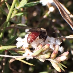 Lasioglossum (Parasphecodes) sp. (subgenus) at Cook, ACT - 7 Sep 2023