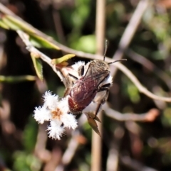 Lasioglossum (Parasphecodes) sp. (subgenus) at Cook, ACT - 7 Sep 2023