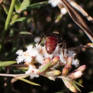 Lasioglossum (Parasphecodes) sp. (subgenus) at Cook, ACT - 7 Sep 2023