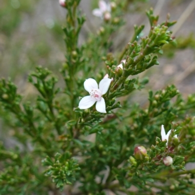 Boronia anemonifolia subsp. anemonifolia at Tallong, NSW - 22 Jun 2023 by RobG1