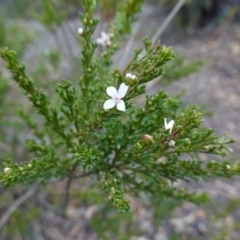 Boronia anemonifolia subsp. anemonifolia at Tallong, NSW - 22 Jun 2023