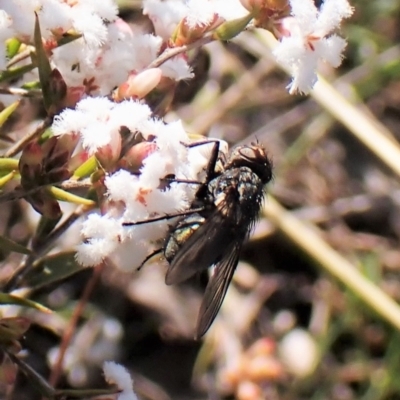 Calliphoridae (family) (Unidentified blowfly) at Cook, ACT - 7 Sep 2023 by CathB