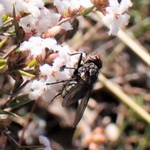 Calliphoridae (family) at Cook, ACT - 7 Sep 2023