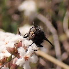 Calliphoridae (family) at Cook, ACT - 7 Sep 2023