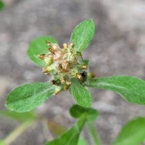 Gamochaeta sp. at Ulladulla, NSW - 9 Sep 2023