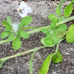 Gamochaeta sp. at Ulladulla, NSW - 9 Sep 2023