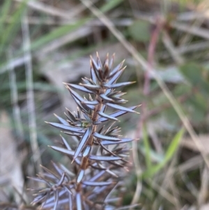 Juniperus communis at Hawker, ACT - 7 Sep 2023 11:40 AM