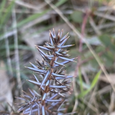 Juniperus communis (Juniper) at The Pinnacle - 7 Sep 2023 by patrickpheasant