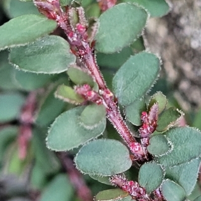 Euphorbia prostrata (Red Caustic Weed) at Ulladulla, NSW - 9 Sep 2023 by trevorpreston