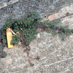 Euphorbia prostrata at Ulladulla, NSW - 9 Sep 2023