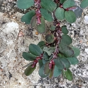Euphorbia prostrata at Ulladulla, NSW - 9 Sep 2023