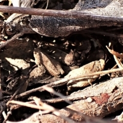 Tetrigidae (family) at Belconnen, ACT - 7 Sep 2023