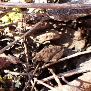 Tetrigidae (family) at Belconnen, ACT - 7 Sep 2023