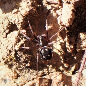 Habronestes bradleyi at Belconnen, ACT - 7 Sep 2023 02:31 PM