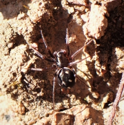 Habronestes bradleyi (Bradley's Ant-Eating Spider) at Belconnen, ACT - 7 Sep 2023 by CathB