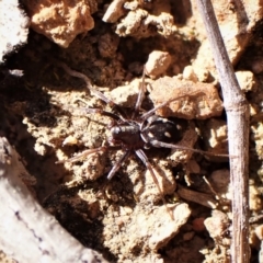 Habronestes bradleyi at Belconnen, ACT - 7 Sep 2023 02:31 PM