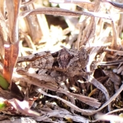 Tetrigidae (family) (Pygmy grasshopper) at Belconnen, ACT - 7 Sep 2023 by CathB