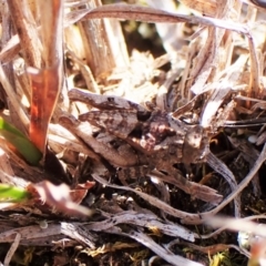 Tetrigidae (family) at Belconnen, ACT - 7 Sep 2023