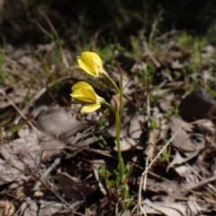 Diuris chryseopsis (Golden Moth) at Mount Painter - 7 Sep 2023 by CathB