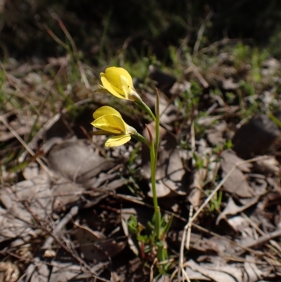 Diuris chryseopsis (Golden Moth) at Belconnen, ACT - 7 Sep 2023 by CathB