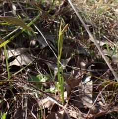 Diuris chryseopsis at Belconnen, ACT - 7 Sep 2023