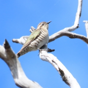 Chrysococcyx basalis at Majura, ACT - 9 Sep 2023