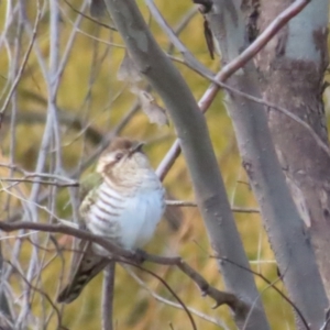 Chrysococcyx basalis at Majura, ACT - 9 Sep 2023