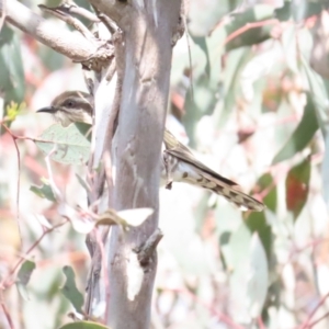 Chrysococcyx basalis at Majura, ACT - 9 Sep 2023