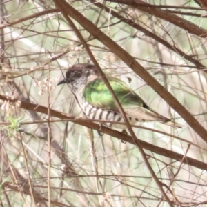 Chrysococcyx lucidus at Majura, ACT - 9 Sep 2023