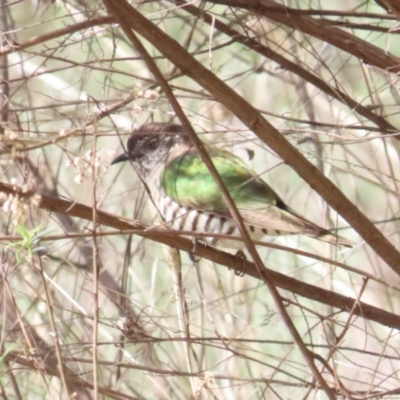 Chrysococcyx lucidus (Shining Bronze-Cuckoo) at Majura, ACT - 9 Sep 2023 by BenW