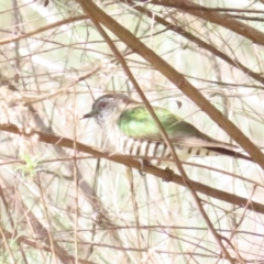 Chrysococcyx lucidus at Majura, ACT - 9 Sep 2023