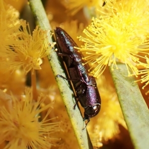 Melobasis thoracica at Belconnen, ACT - 7 Sep 2023