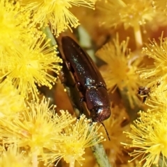 Melobasis thoracica at Belconnen, ACT - 7 Sep 2023 03:08 PM