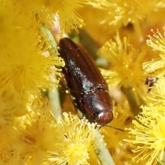 Melobasis thoracica at Belconnen, ACT - 7 Sep 2023 03:08 PM