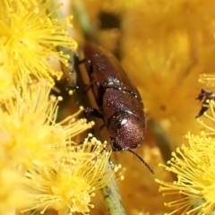 Melobasis thoracica at Belconnen, ACT - 7 Sep 2023