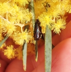 Melobasis thoracica at Belconnen, ACT - 7 Sep 2023 03:08 PM