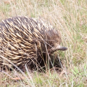 Tachyglossus aculeatus at Gungahlin, ACT - 9 Sep 2023