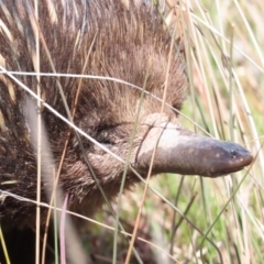 Tachyglossus aculeatus at Gungahlin, ACT - 9 Sep 2023