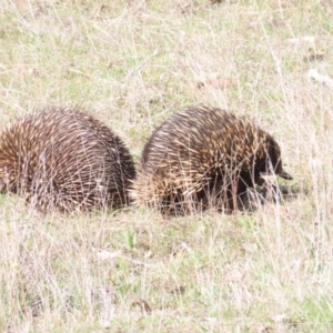 Tachyglossus aculeatus at Gungahlin, ACT - 9 Sep 2023 12:45 PM