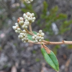 Unidentified Other Shrub at Tallong, NSW - 22 Jun 2023 by RobG1