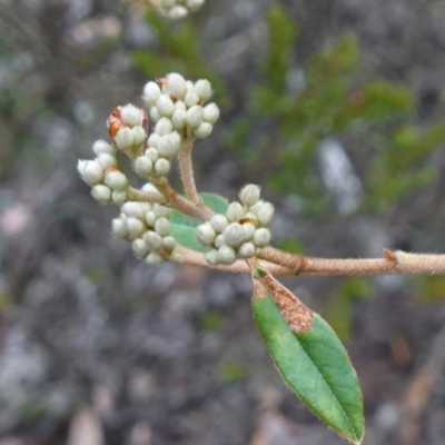 Pomaderris andromedifolia at Tallong, NSW - 22 Jun 2023 by RobG1
