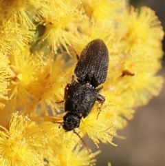 Elateridae sp. (family) (Unidentified click beetle) at Belconnen, ACT - 8 Sep 2023 by CathB