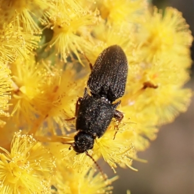 Elateridae (family) (Unidentified click beetle) at Belconnen, ACT - 8 Sep 2023 by CathB