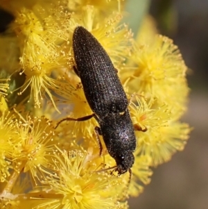 Elateridae sp. (family) at Belconnen, ACT - 8 Sep 2023