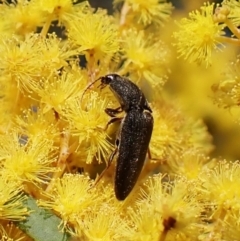 Elateridae sp. (family) at Belconnen, ACT - 8 Sep 2023 01:28 PM