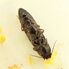 Elateridae sp. (family) at Belconnen, ACT - 8 Sep 2023