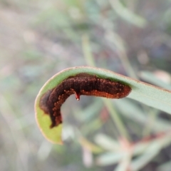 Mnesampela comarcha (Dry-leaf Gum Moth) at Mount Painter - 10 Sep 2023 by CathB